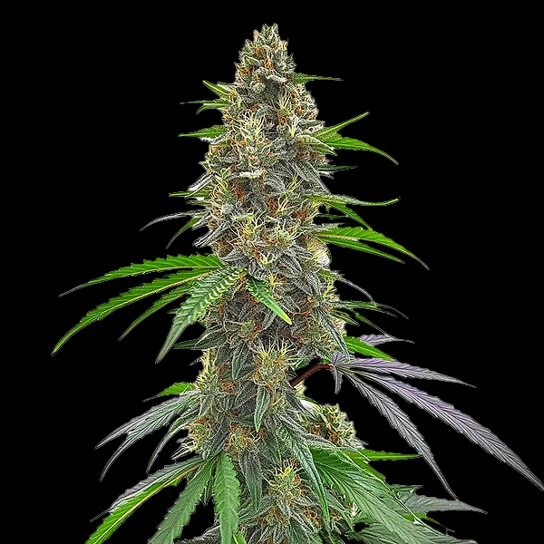 Permanent Marker Cannabis Seeds by Bulk White Label