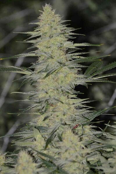 Irie Genetics Strawberry Starburst