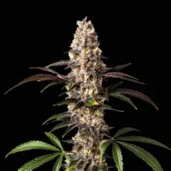 Alaskan Thunderfuck Cannabis Seeds by Bulk White Label