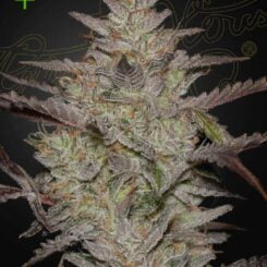 Greenhouse Seed Co. Alienz Auto