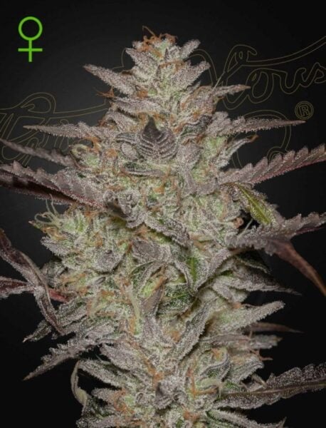 Greenhouse Seed Co. Alienz Auto
