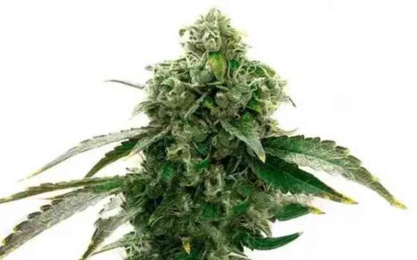 A close-up image of a frosty cannabis bud with green leaves and white trichomes, set against a white background, showcases the intricate detail typical of Boutique Multipack Auto.