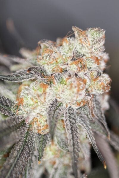 Sin City Seeds Blueberry Tartz