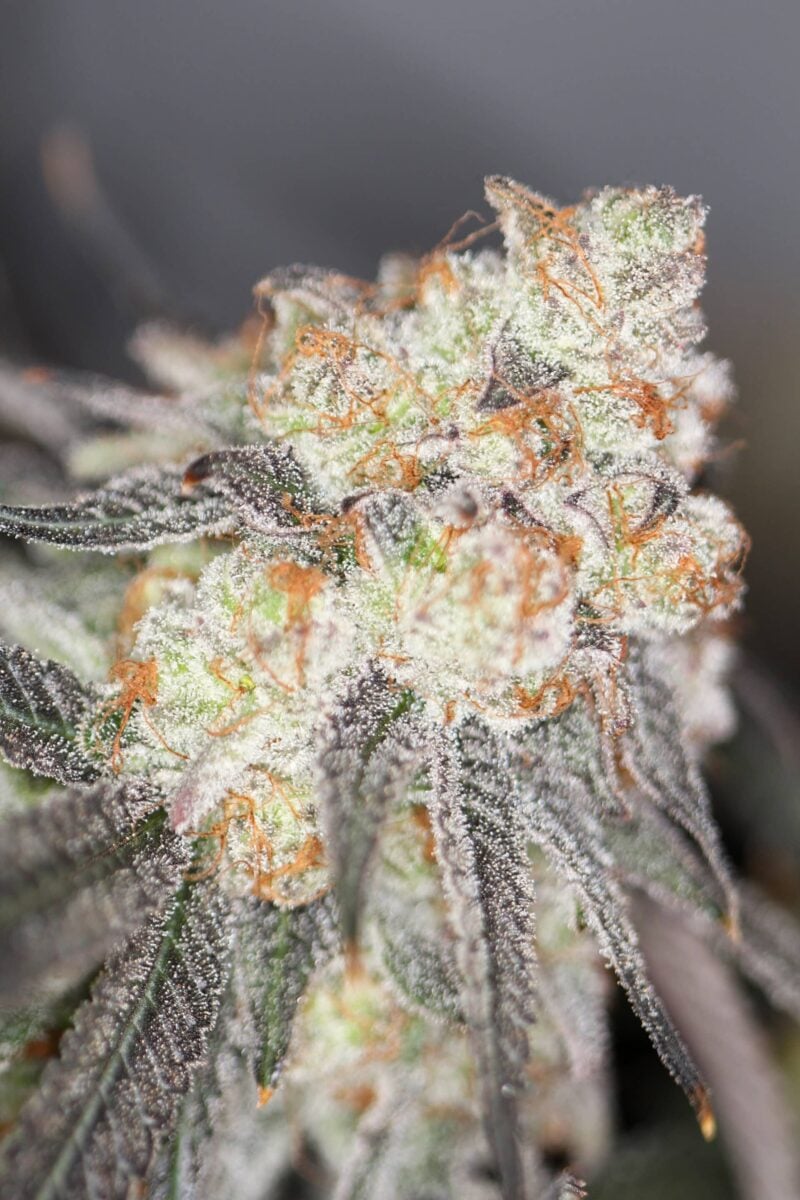 Sin City Seeds Blueberry Tartz