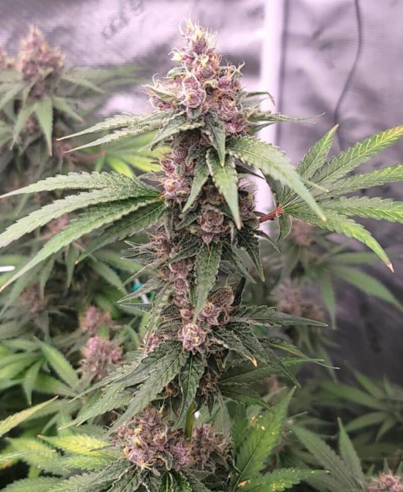 Close-up of a cannabis plant with dense, purple-tinged buds and green leaves in a tented indoor growing environment, reminiscent of the prized selections from the NASC Autoflowering Advent Calendar.