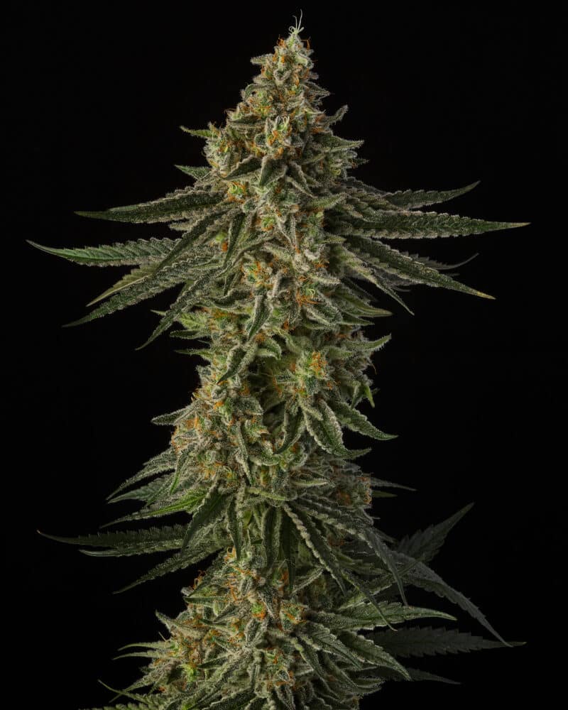 Sin City Seeds Deep Pockets