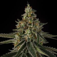 Sin City Seeds Deep Pockets