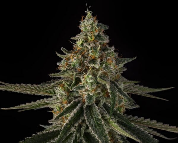 Sin City Seeds Deep Pockets