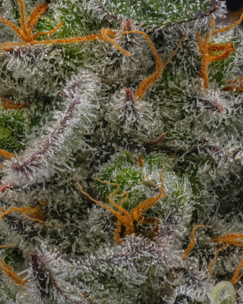 Sin City Seeds Deep Pockets