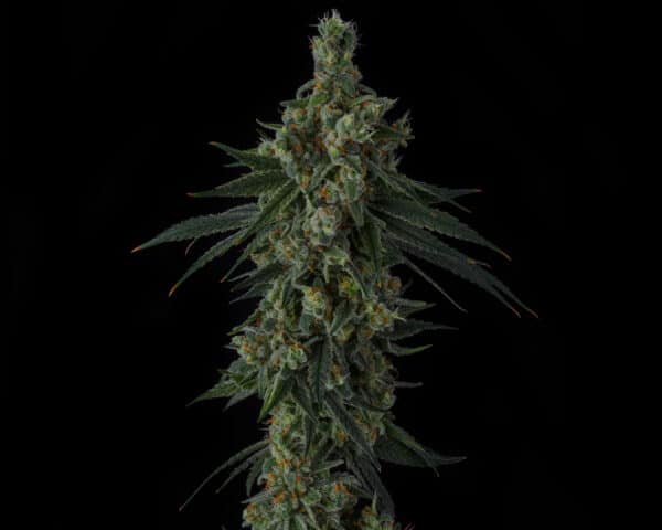 Sin City Seeds > Frozen Papaya