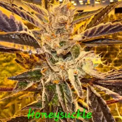 Honeysuckle Cannabis Seeds by In House Genetics