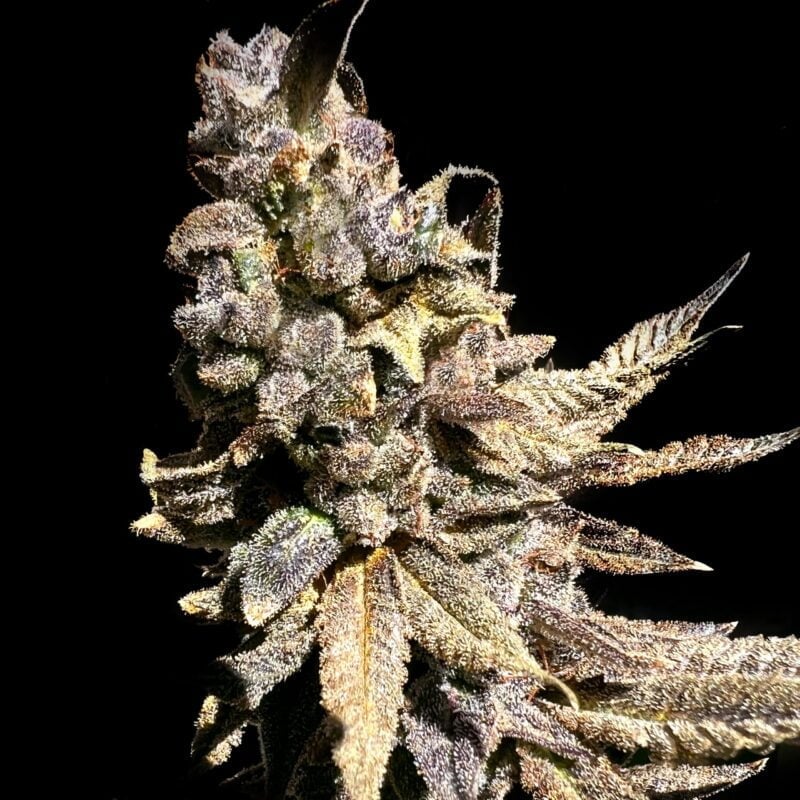 Close-up of a Kongzilla (F) cannabis plant bud covered in trichomes against a black background.