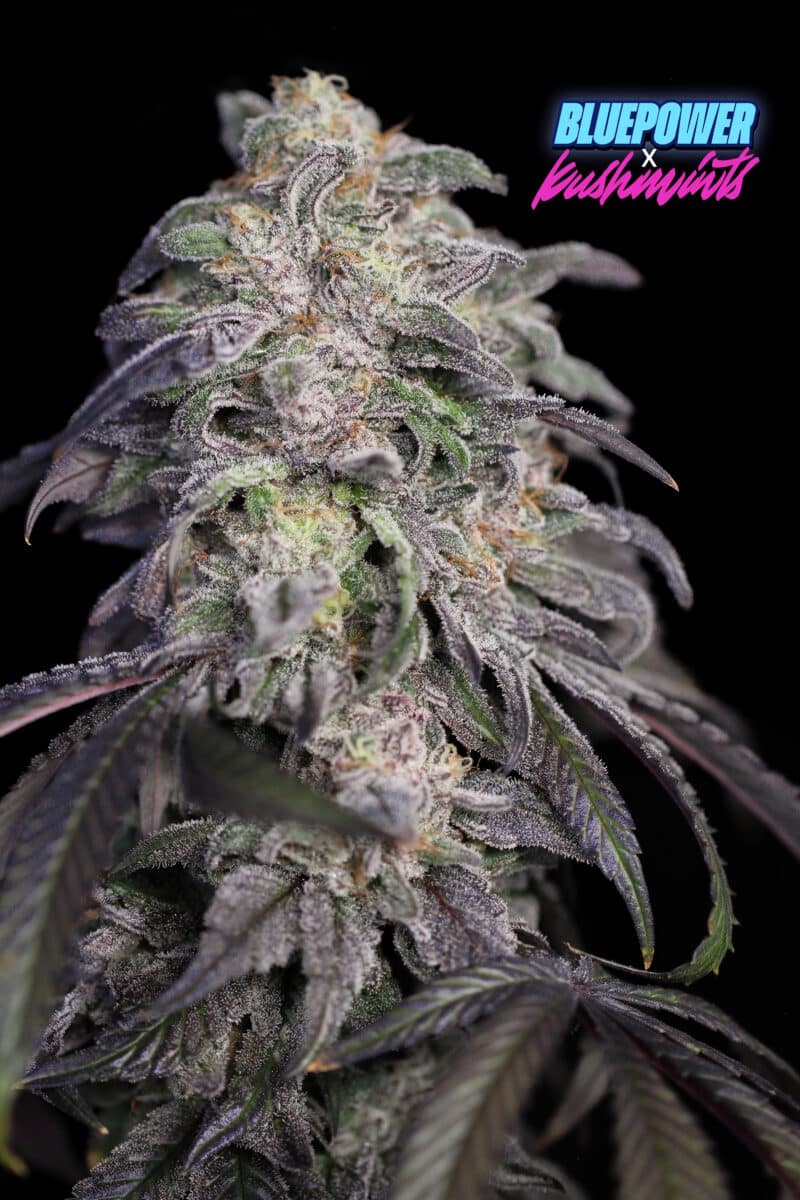 Sin City Seeds Kush Mintz X Blue Power