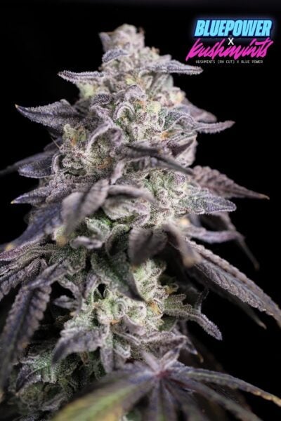 Sin City Seeds Kush Mintz X Blue Power
