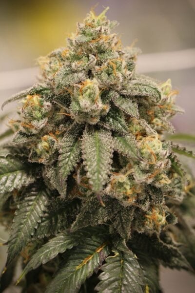 Sin City Seeds Lemon P