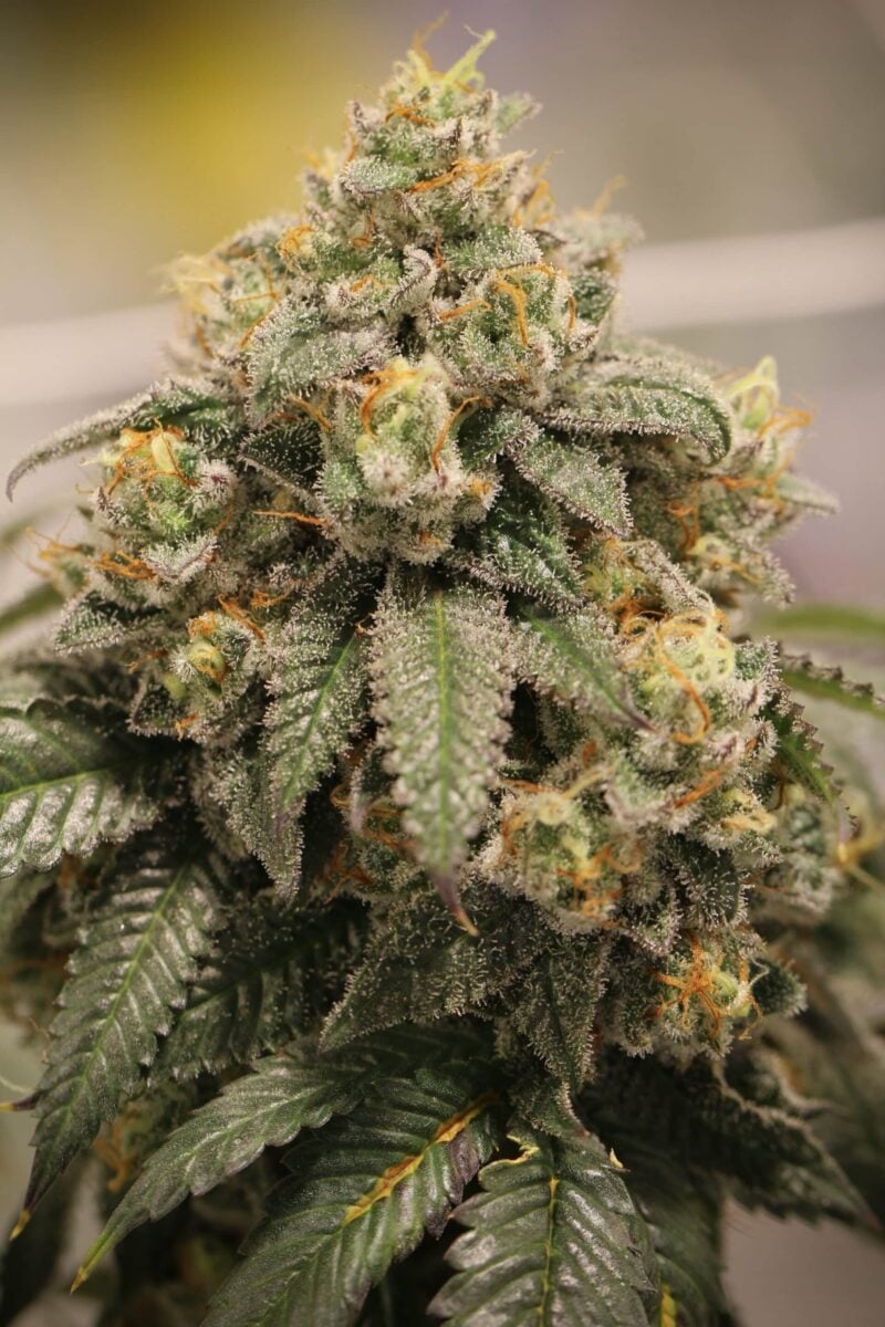 Sin City Seeds Lemon P