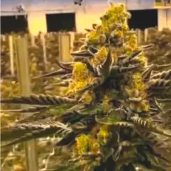 Magenta OG Cannabis Seeds by In House Genetics