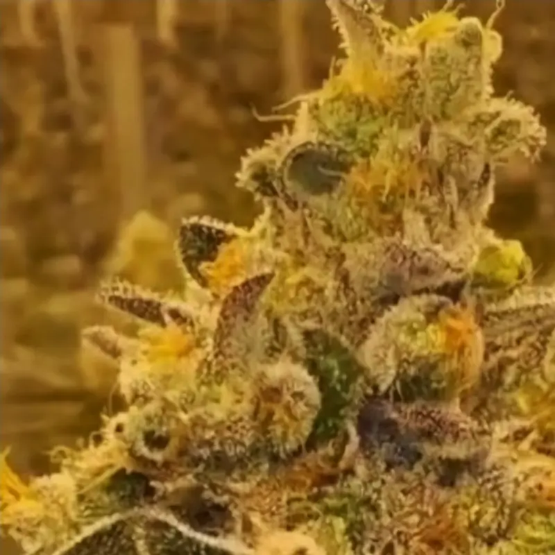 Magenta OG Cannabis Seeds by In House Genetics