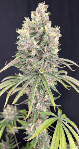 Mosca Seeds Marvista