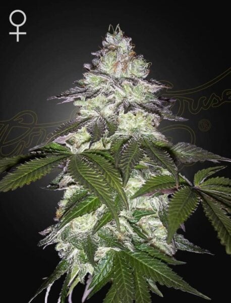Greenhouse Seed Co. Milky Dreams
