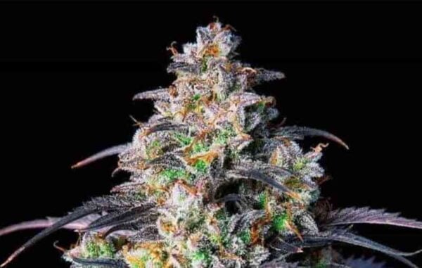 Close-up of a cannabis plant with dense, resin-covered buds and vibrant green and purple leaves against a dark background, showcasing the quality one would expect from our Baked Goods Multipack Auto strains.