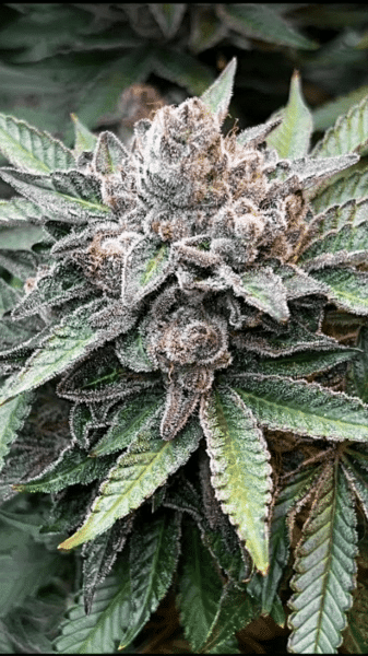 Mosca Seeds Mind Reaper
