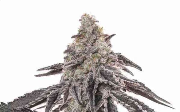 A close-up image of a large, frosty cannabis bud with dark purple leaves set against a plain white background, reminiscent of a Baked Goods Multipack (F).