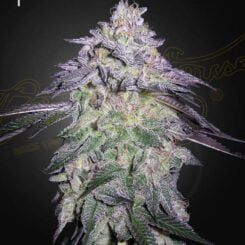 Greenhouse Seed Co. Nori Cake