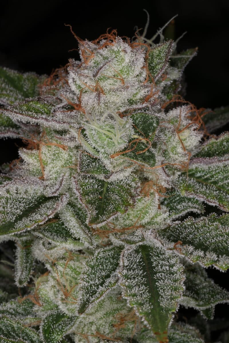 Sin City Seeds Over the Moon Kush