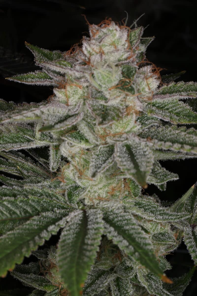 Sin City Seeds Over the Moon Kush
