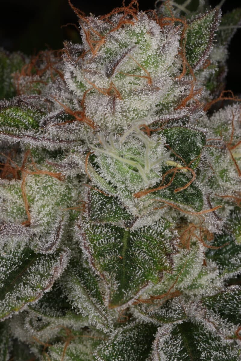 Sin City Seeds Over the Moon Kush