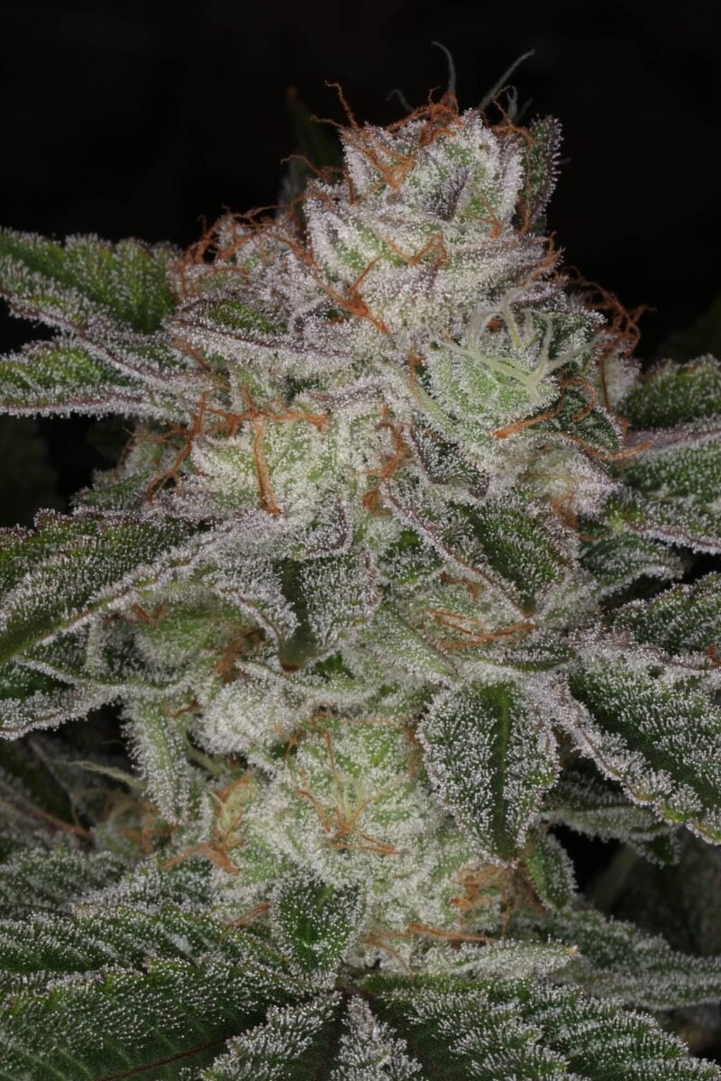 Sin City Seeds Over the Moon Kush