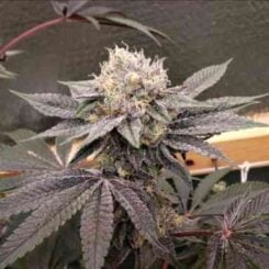 Dojo Seed Co. Pepper Jelly
