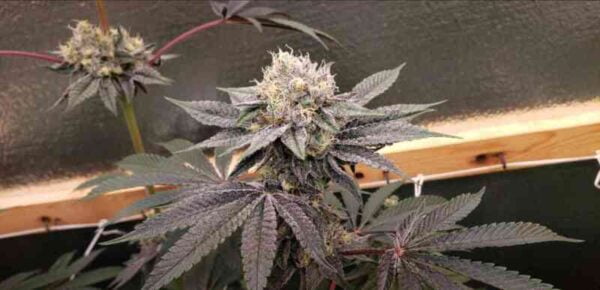 Dojo Seed Co. Pepper Jelly