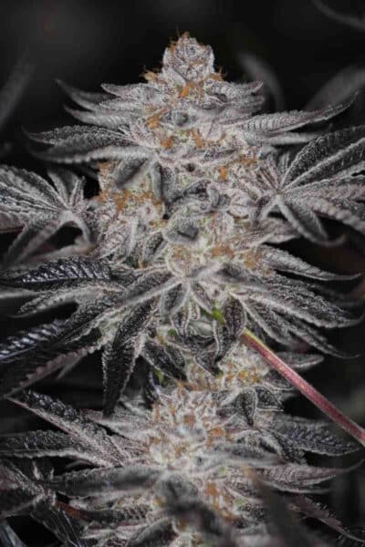 Sin City Seeds SintMint Cookies