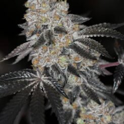 Sin City Seeds SinMint Cookies