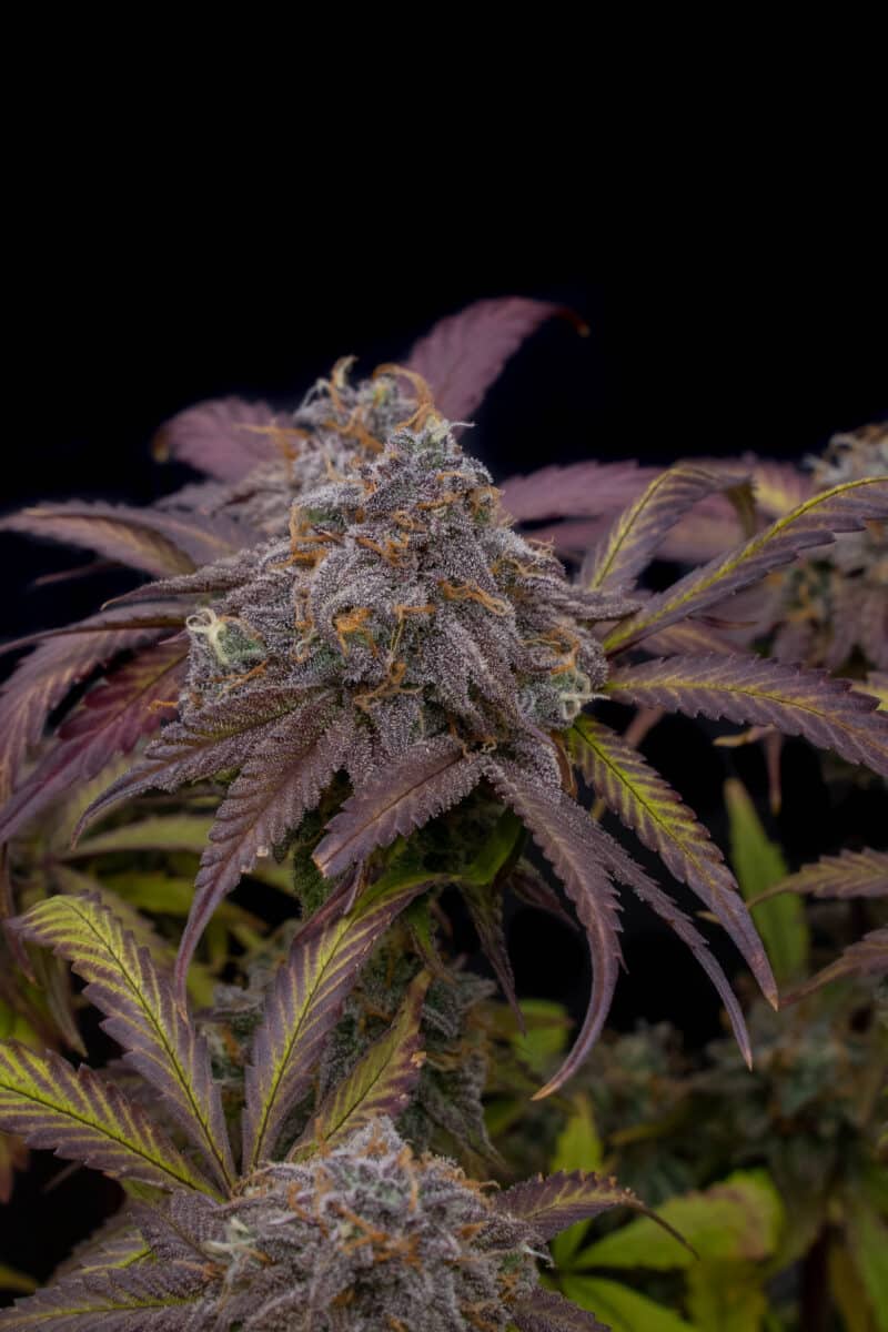 Twenty20 Mendocino Strawberry Biscotti Auto