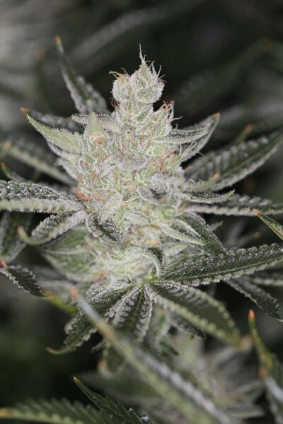 Sin City Seeds Tangerine Power