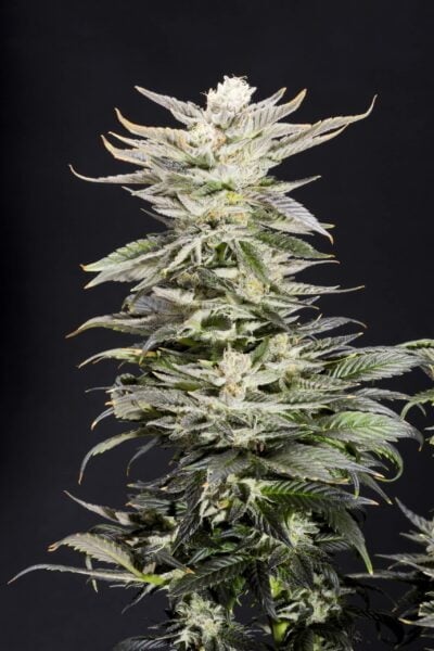 Elev8 Seeds XTC OG