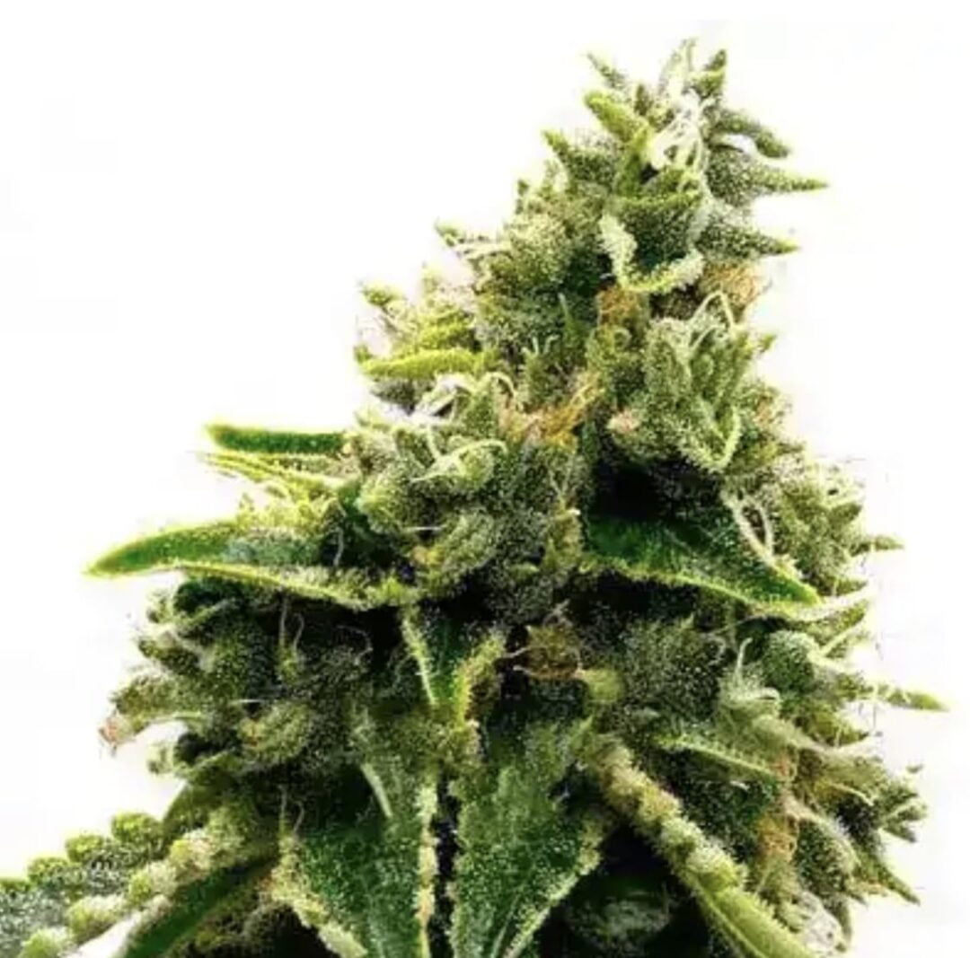 Alaskan Thunderfuck (F) – Buy Cannabis Seeds Online | North Atlantic