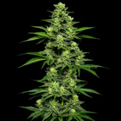 OG Kush Auto Cannabis Seeds by Bulk White Label Old School Multipack Auto