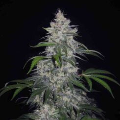 MEPHISTO GENETICS Fantasmo Express