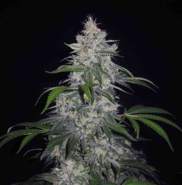 MEPHISTO GENETICS Fantasmo Express