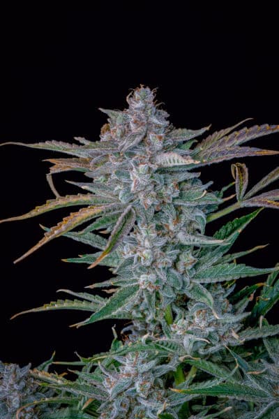 Mephisto Genetics > Too Fairy Auto