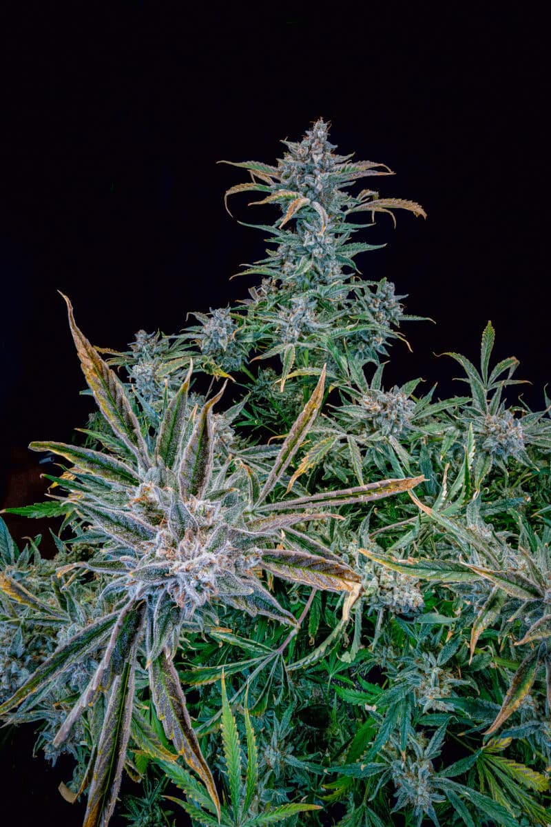 Mephisto Genetics > Too Fairy Auto