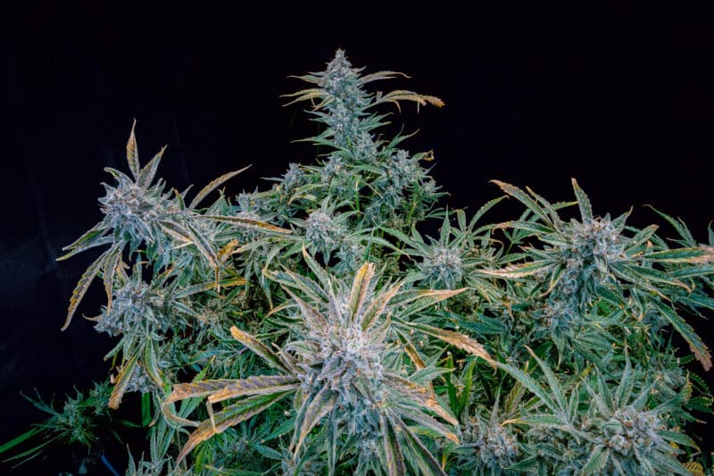 Mephisto Genetics > Too Fairy Auto