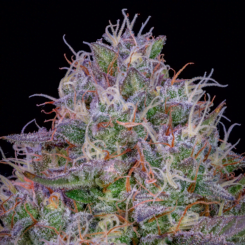 Mephisto Genetics > Universal Love Auto