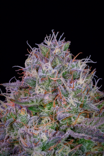 Mephisto Genetics > Universal Love Auto
