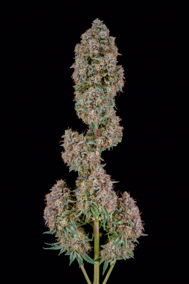 Mephisto Genetics > Universal Love Auto