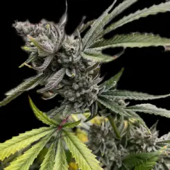 Grease Monkey S1 Cannabis Seeds by Bulk White Label